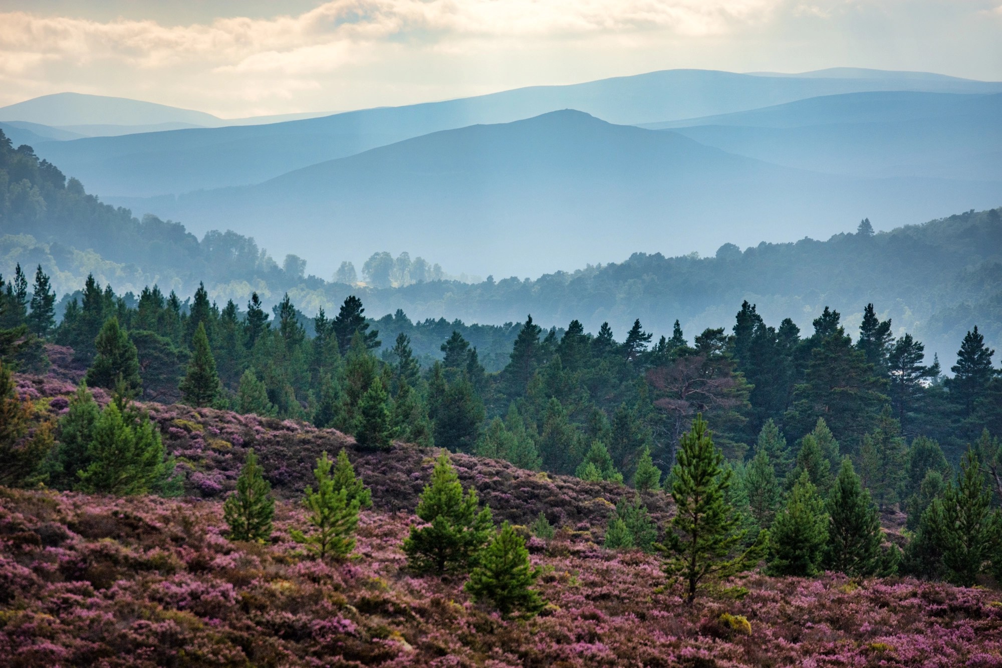Diving into the Fantastic Beauty of Scotland's Purple Heather