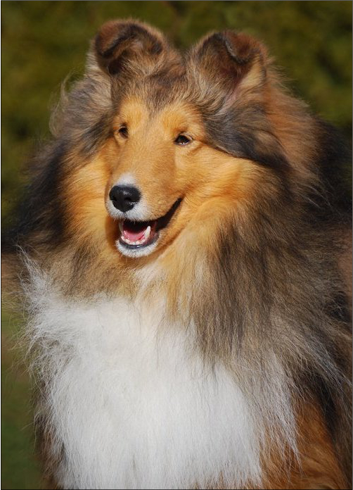 Toy Sheltie Breeders Ontario Wow Blog