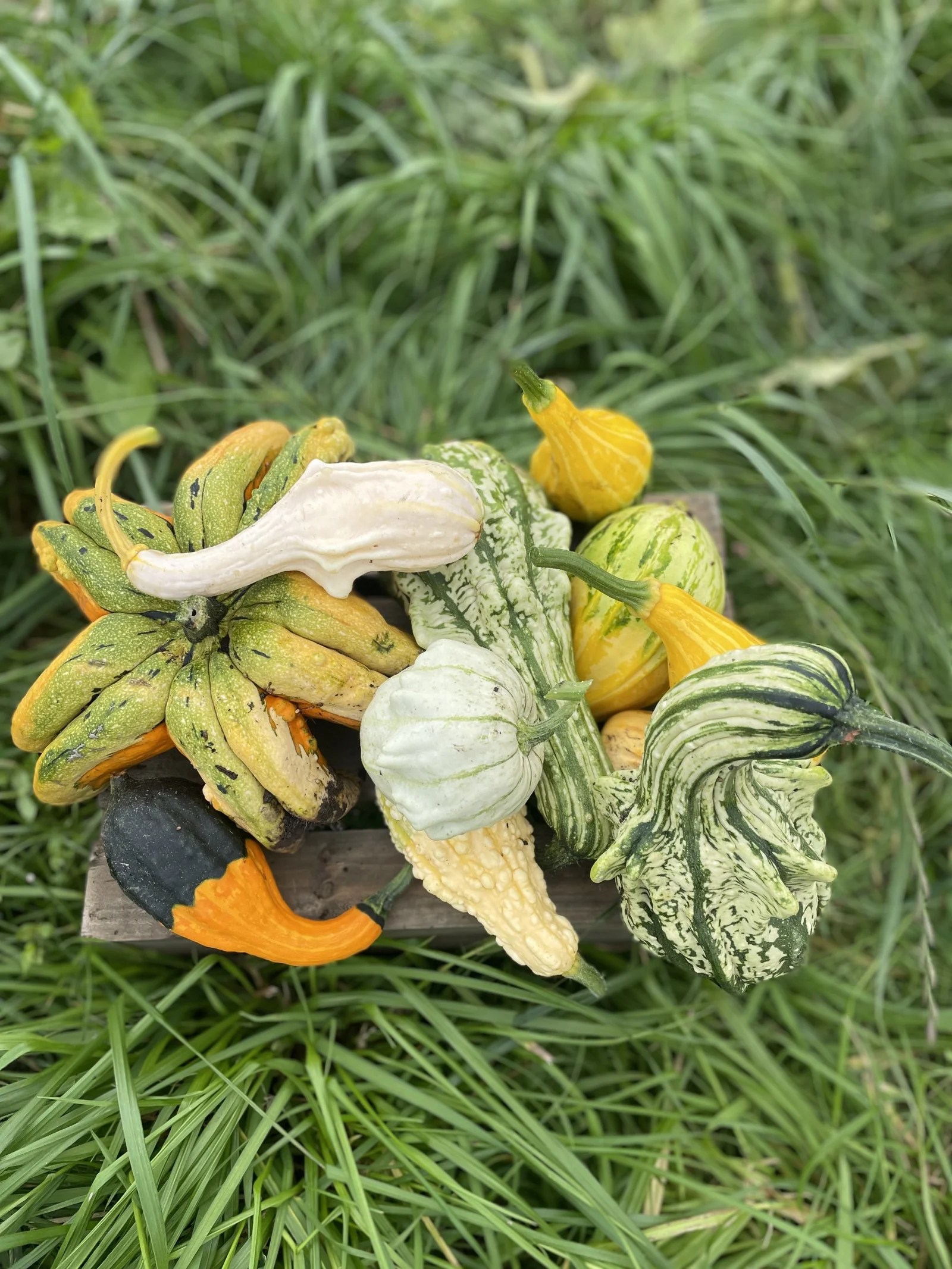 Gourd Selection Box High Legh Pumpkin Patch Pick Your Own Pumpkins