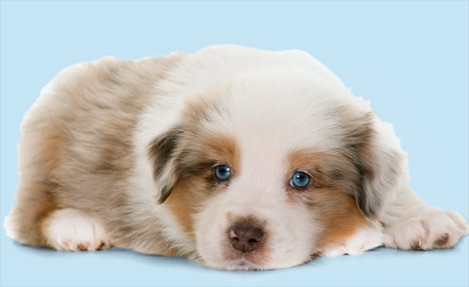 Why do some dogs have blue eyes? Highlights Kids