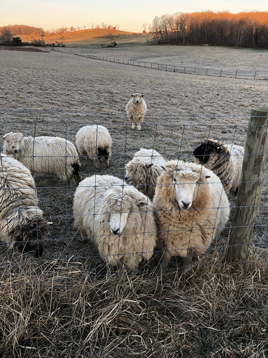 COTSWOLD WOOL SHEEP Highmeadow Farms