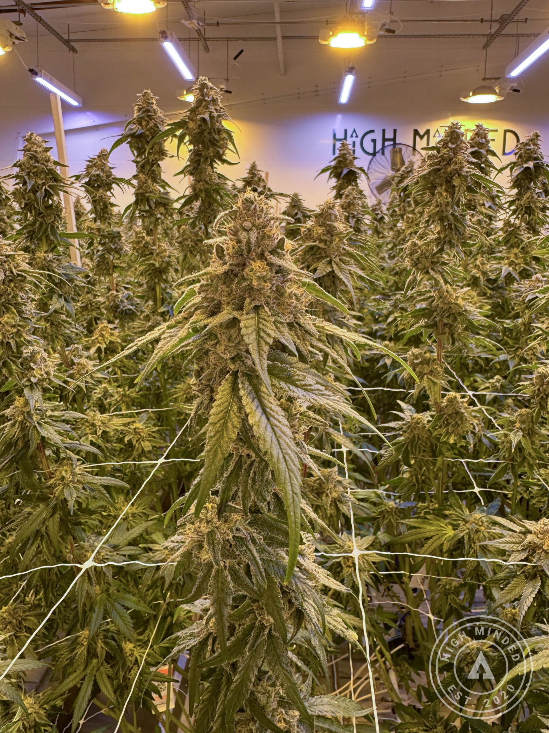 Find the Best Michigan Strains High Minded Library