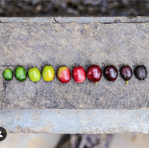 Best Online Coffee Store Coffee Delivery Service Online High Noon Roasters