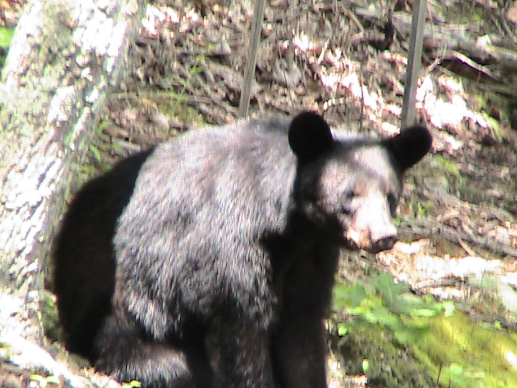 High Peak Mountain Estates