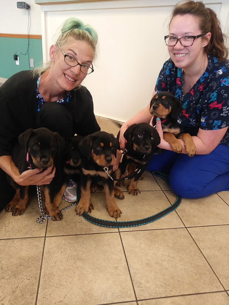 New Clients High Plains Animal Hospital