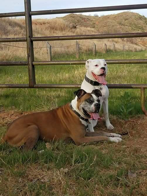 About High Plains Animal Hospital