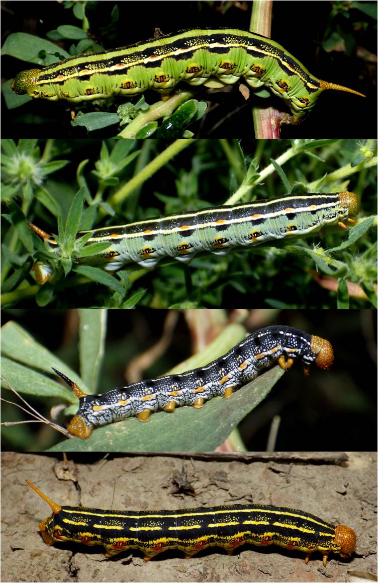 Why did the Whitelined sphinx caterpillar cross the road? Zukoff Lab