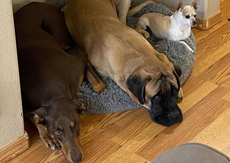 Veterinarian North Colorado Springs at Marvis Kinard blog