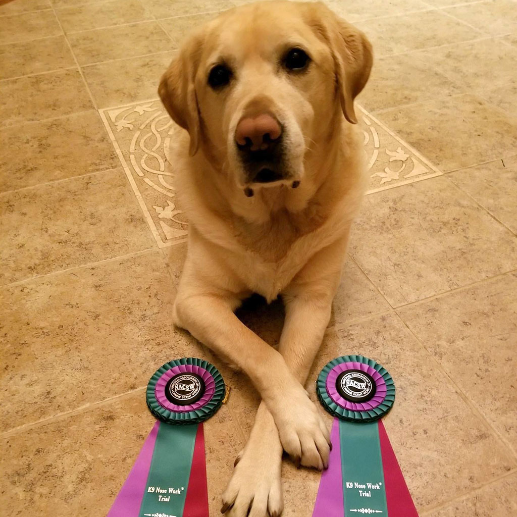 4.1 Advanced K9 Nose Work High Point K9 Center