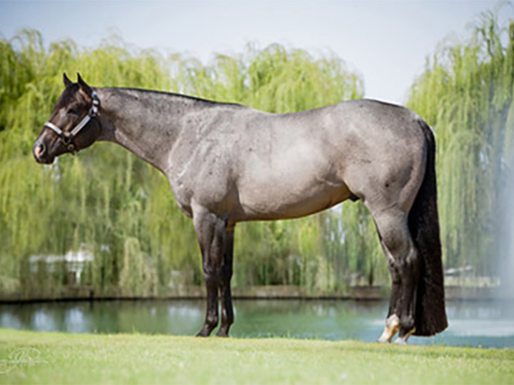 VS Goodride High Point Performance