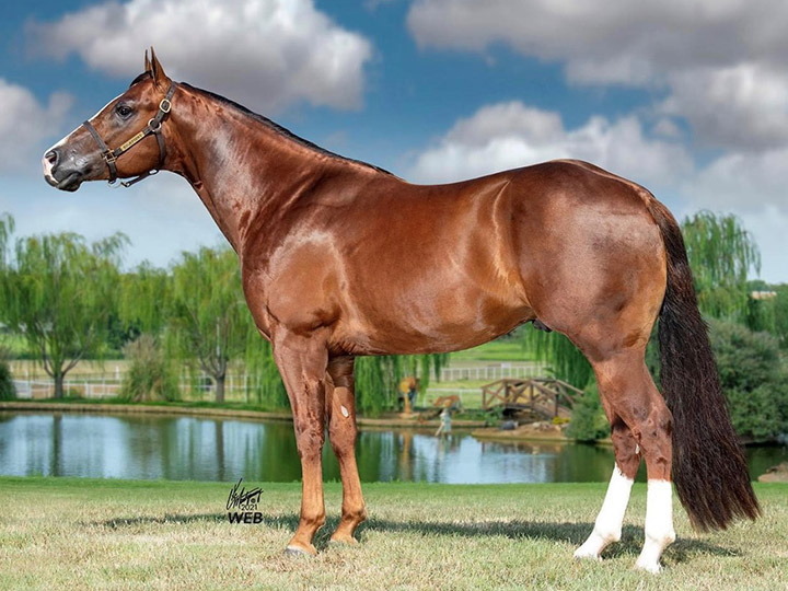 MP King 2019 Stallion standing at High Point Performance