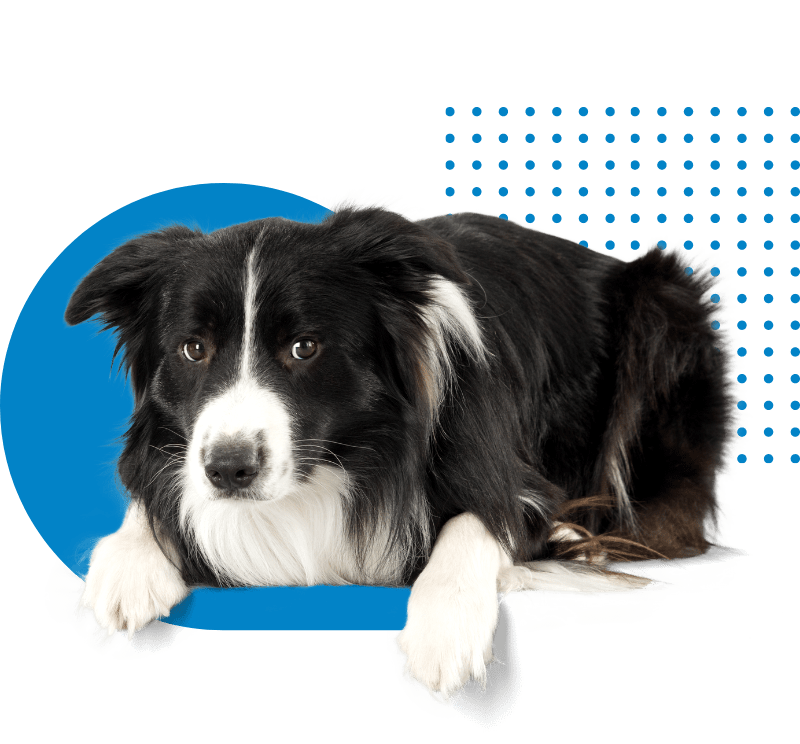 Colstrip Vet Services High Prairie Veterinary Services