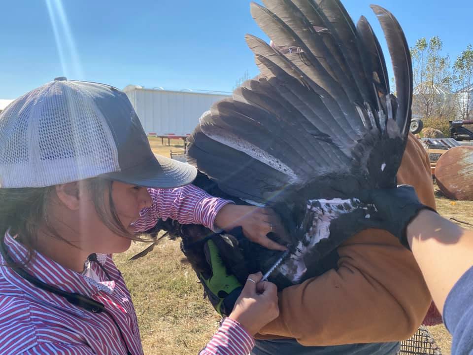 High Prairie Veterinary Services Gallery Vet Clinic In Colstrip