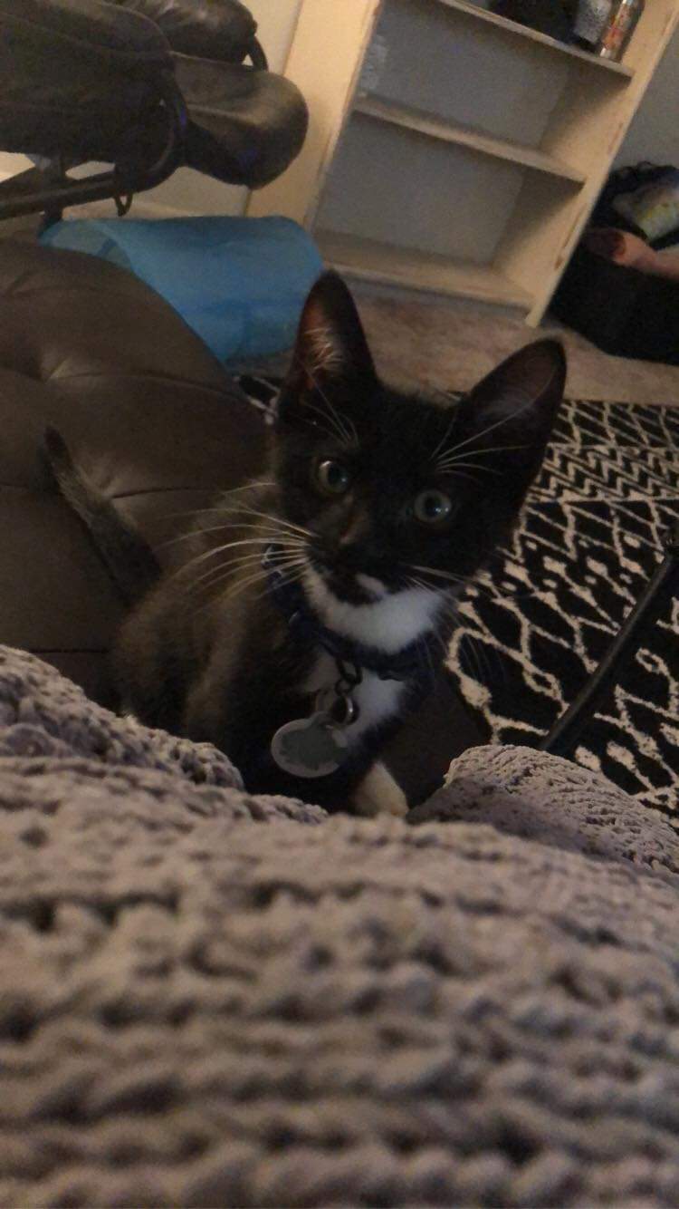 High Prairie Veterinary Services Gallery Vet Clinic In Colstrip