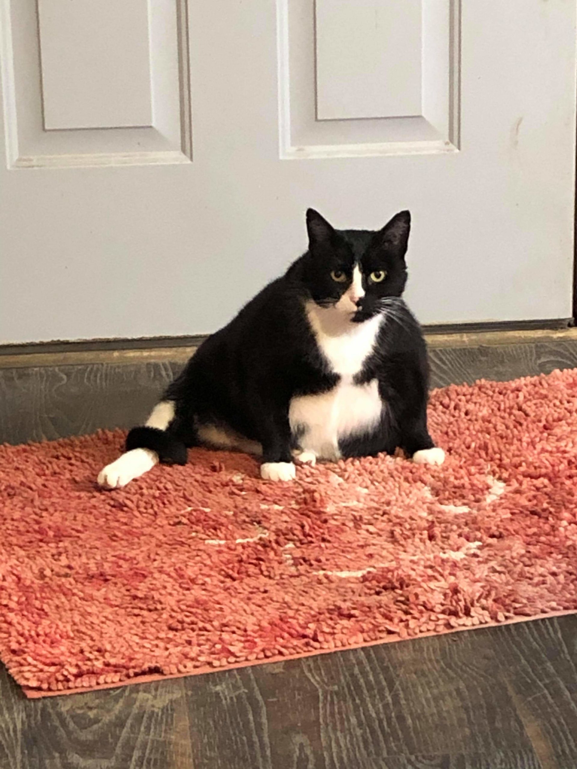 High Prairie Veterinary Services Gallery Vet Clinic In Colstrip