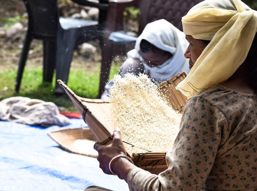 Rice Cultivation in Sri Lanka High Rayz
