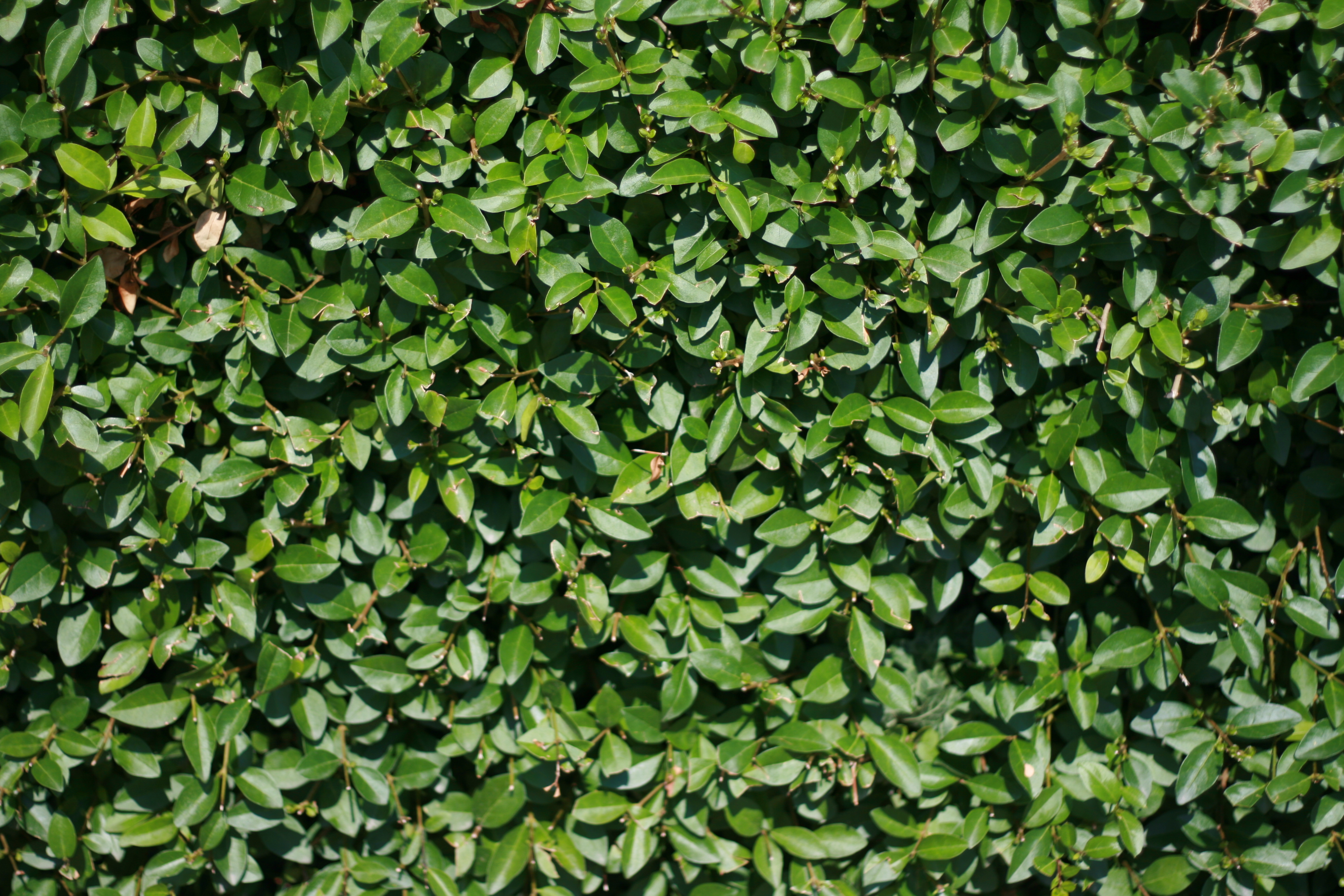 Going green 7 hires plant textures High Resolution Textures