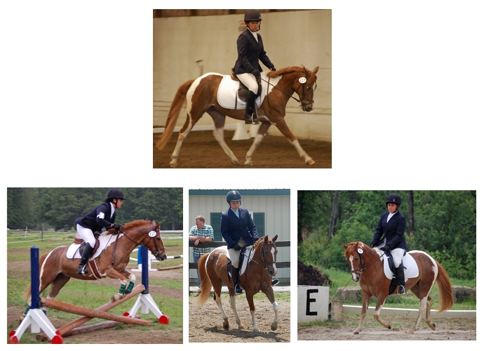 High Standard Stable in Wells, Maine Horses For Sale