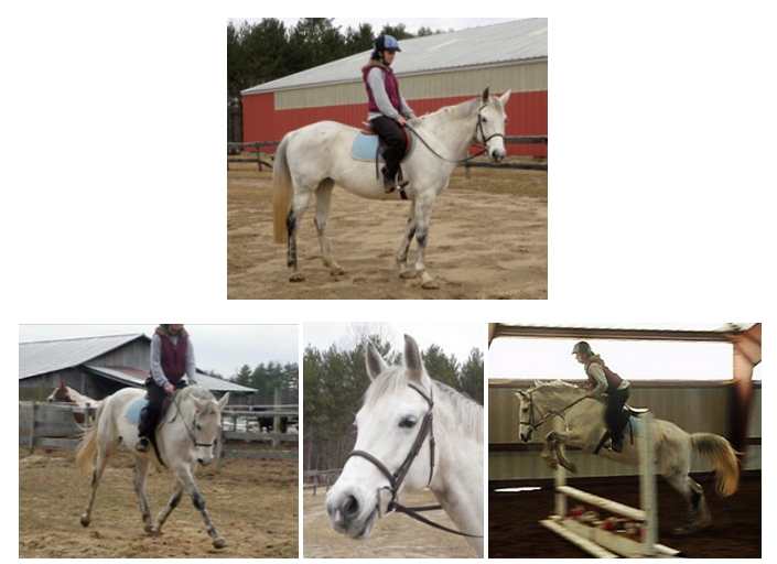 High Standard Stable in Wells, Maine Horses For Sale
