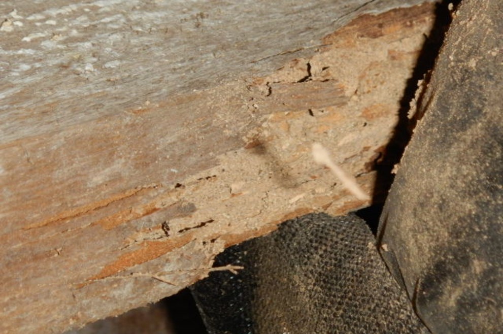 Termite Inspections High Tech Inspections Delaware, Maryland, Virginia