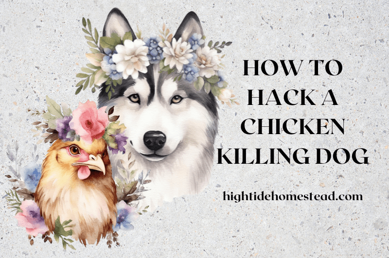 How To Hack A Chicken Killing Dog High Tide Homestead