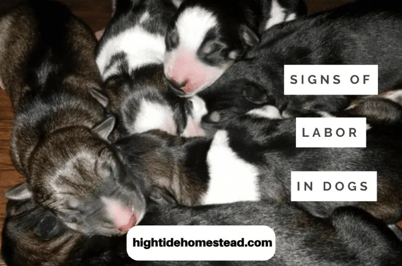 Signs Of Labor In Dogs High Tide Homestead