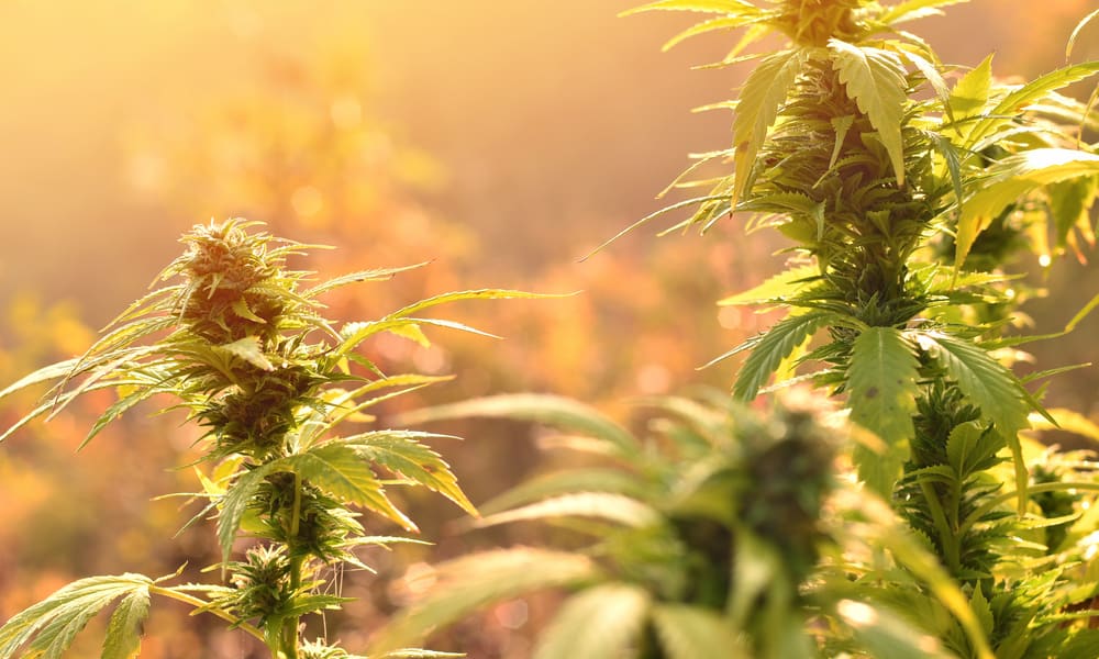 Flush gerekli mi gereksiz mi? Gelin tartisalim Tohumsuz Esrar