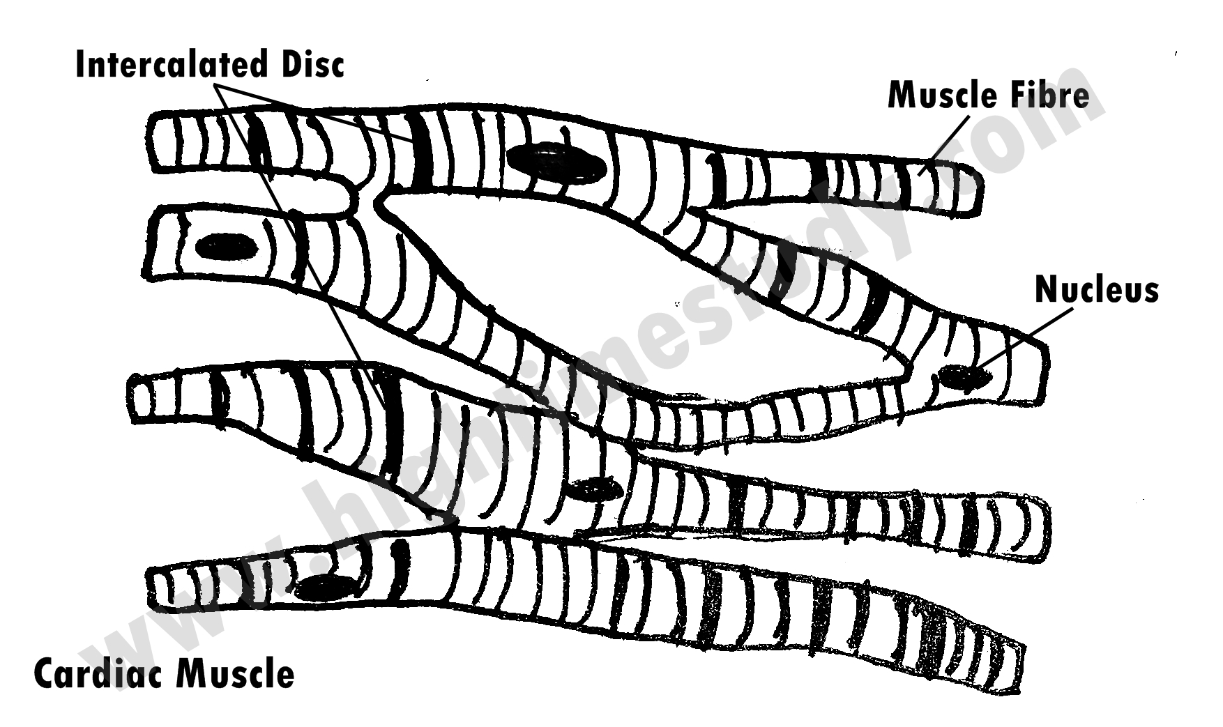 Class 9th MUSCULAR TISSUE HIGH TIME STUDY