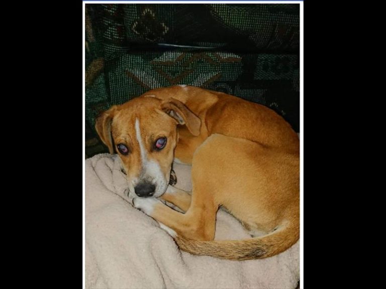 Ermelo Hope Animal Rescue moedig mense aan om diere se