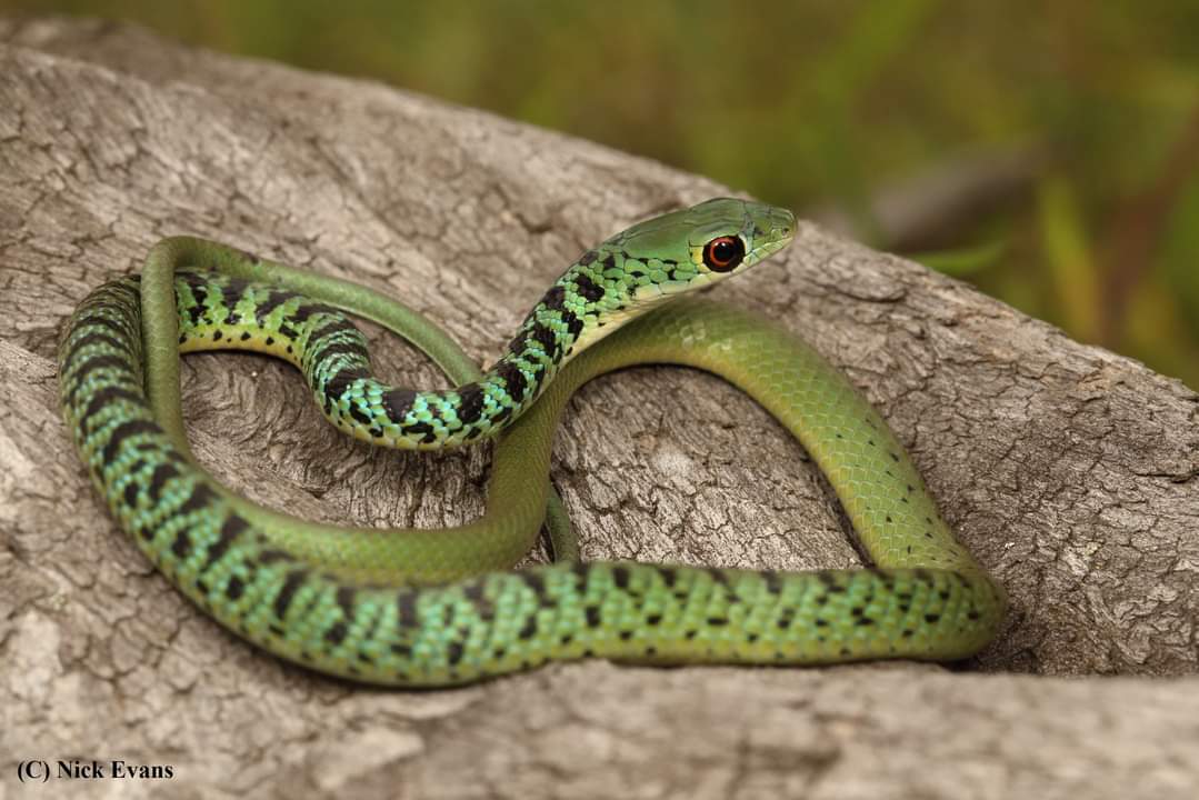 Special delivery spotted bush snake caught in Westville postbox
