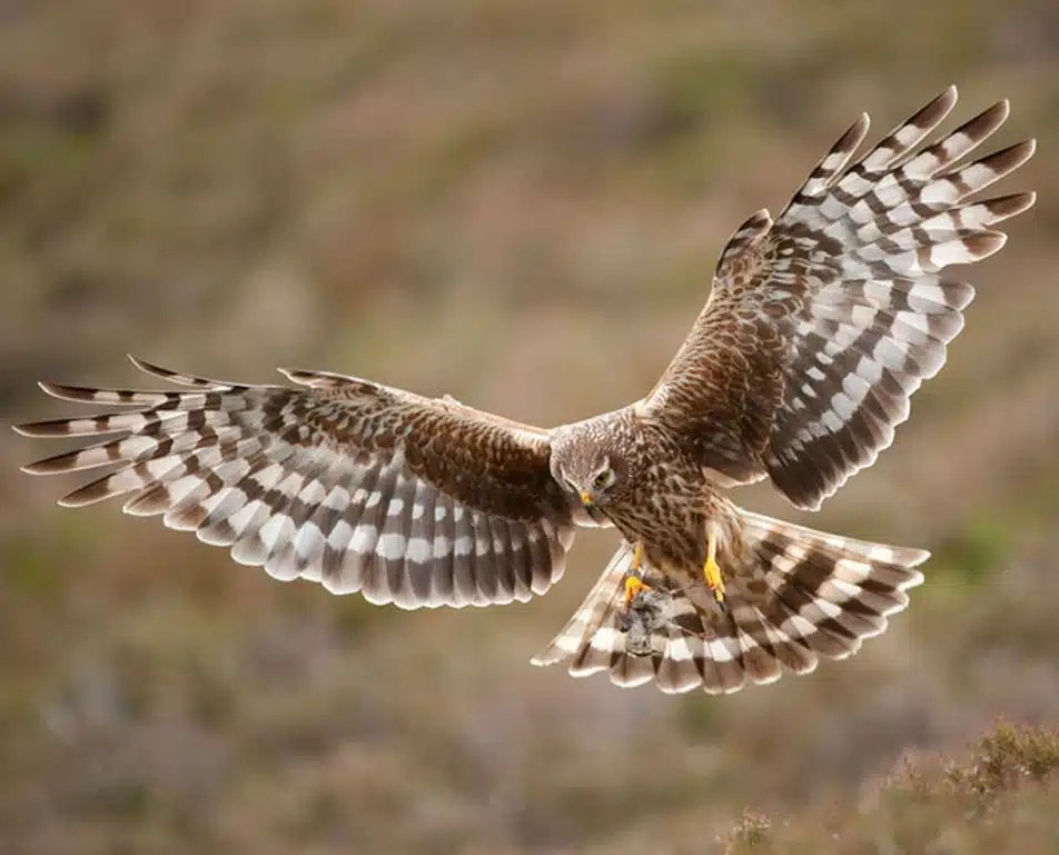 Best Bird Watching Fort Collins at Amanda Ford blog
