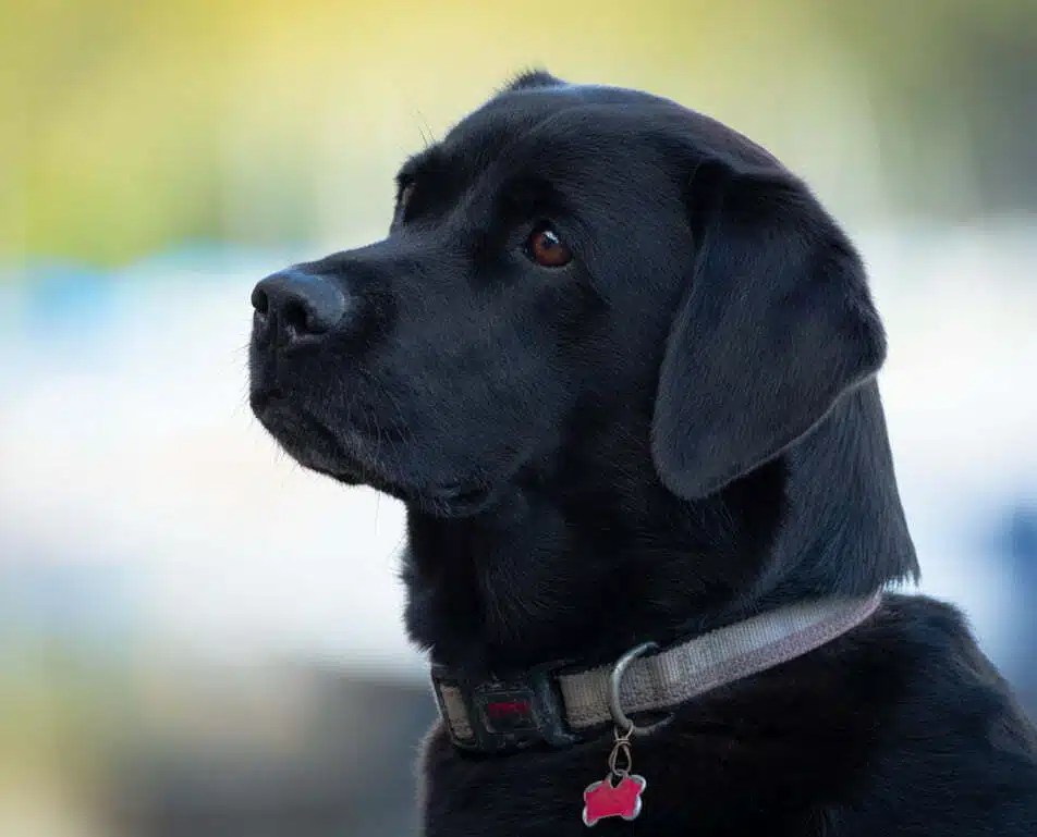 Luxury Dog Friendly Fort William