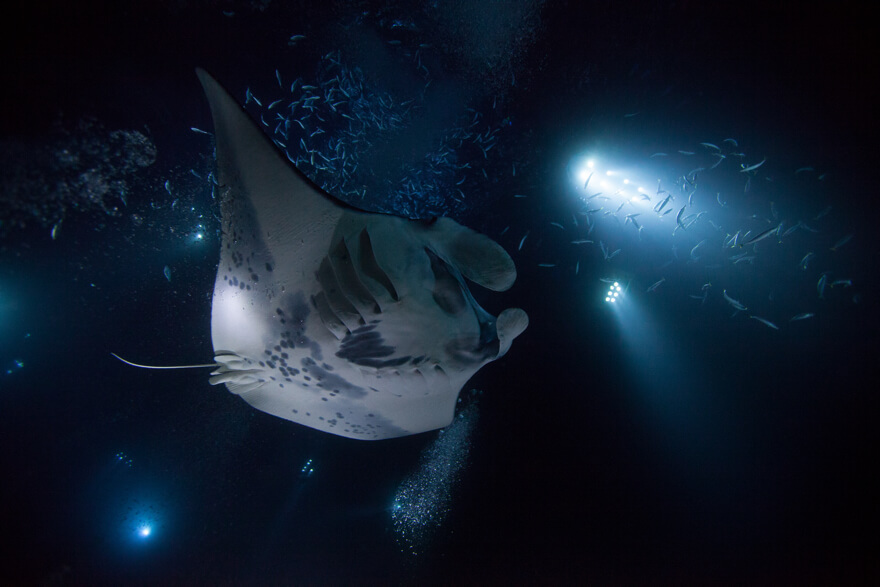 Best Big Island Snorkeling Tours Hijinks