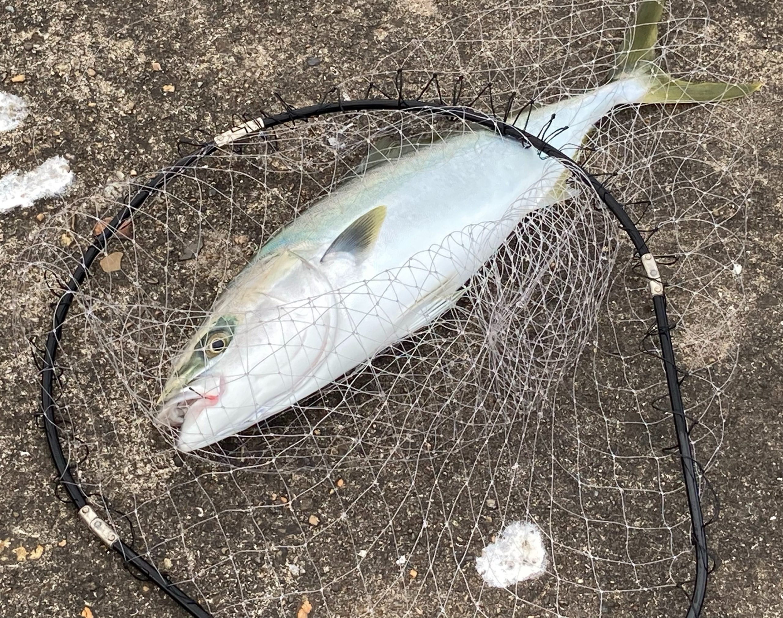 東二見人工島で飲ませ釣り！アジを餌にハマチをゲットだぜ！！