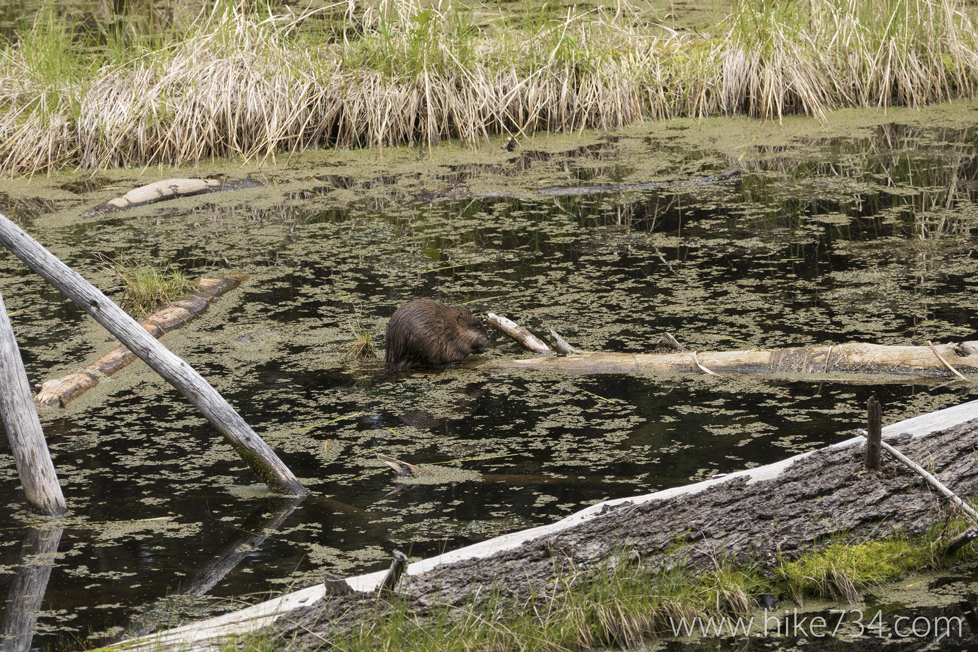 Beaver Ponds Trail