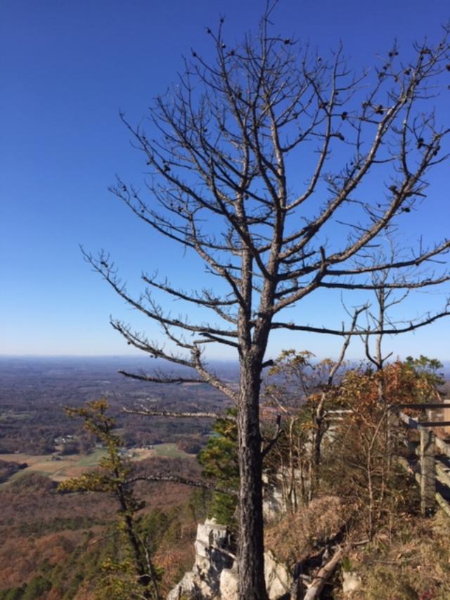Pilot Mountain Hike It Forward