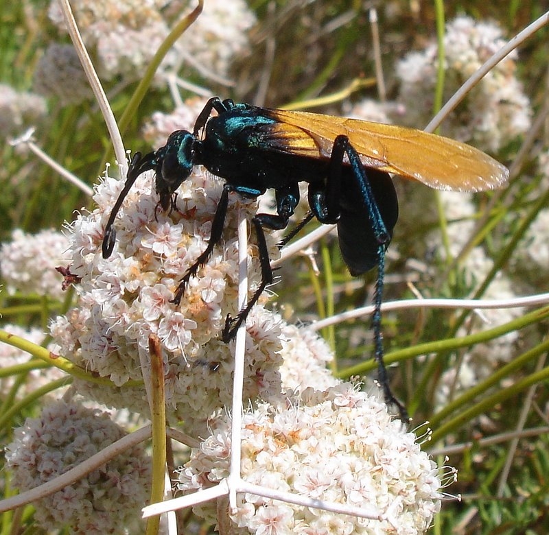 Top 104+ Pictures Pictures Of A Tarantula Hawk Stunning