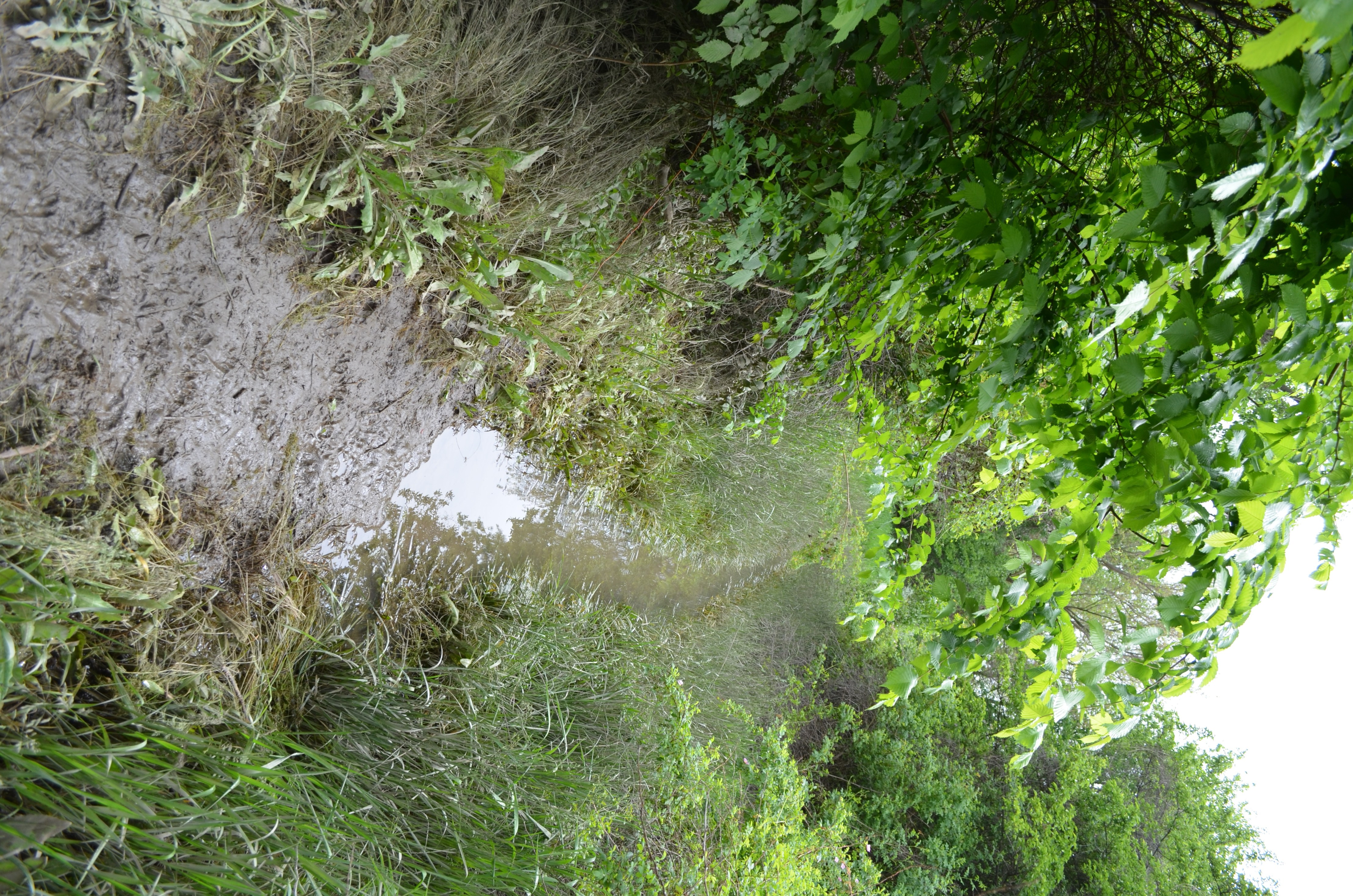 Green, Wet Chamna Natural Preserve
