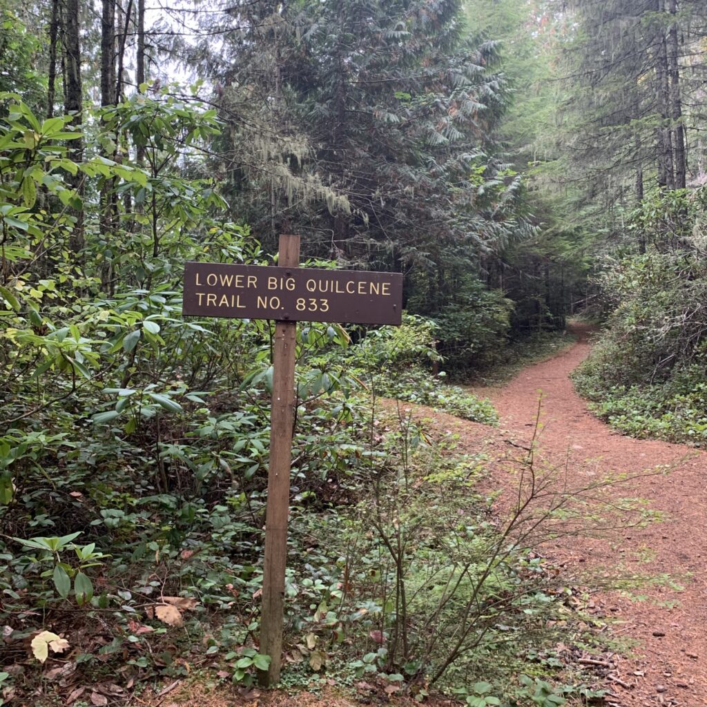 【Lower Big Quilcene Trail】ビッグキルセントレイル HIKING Café