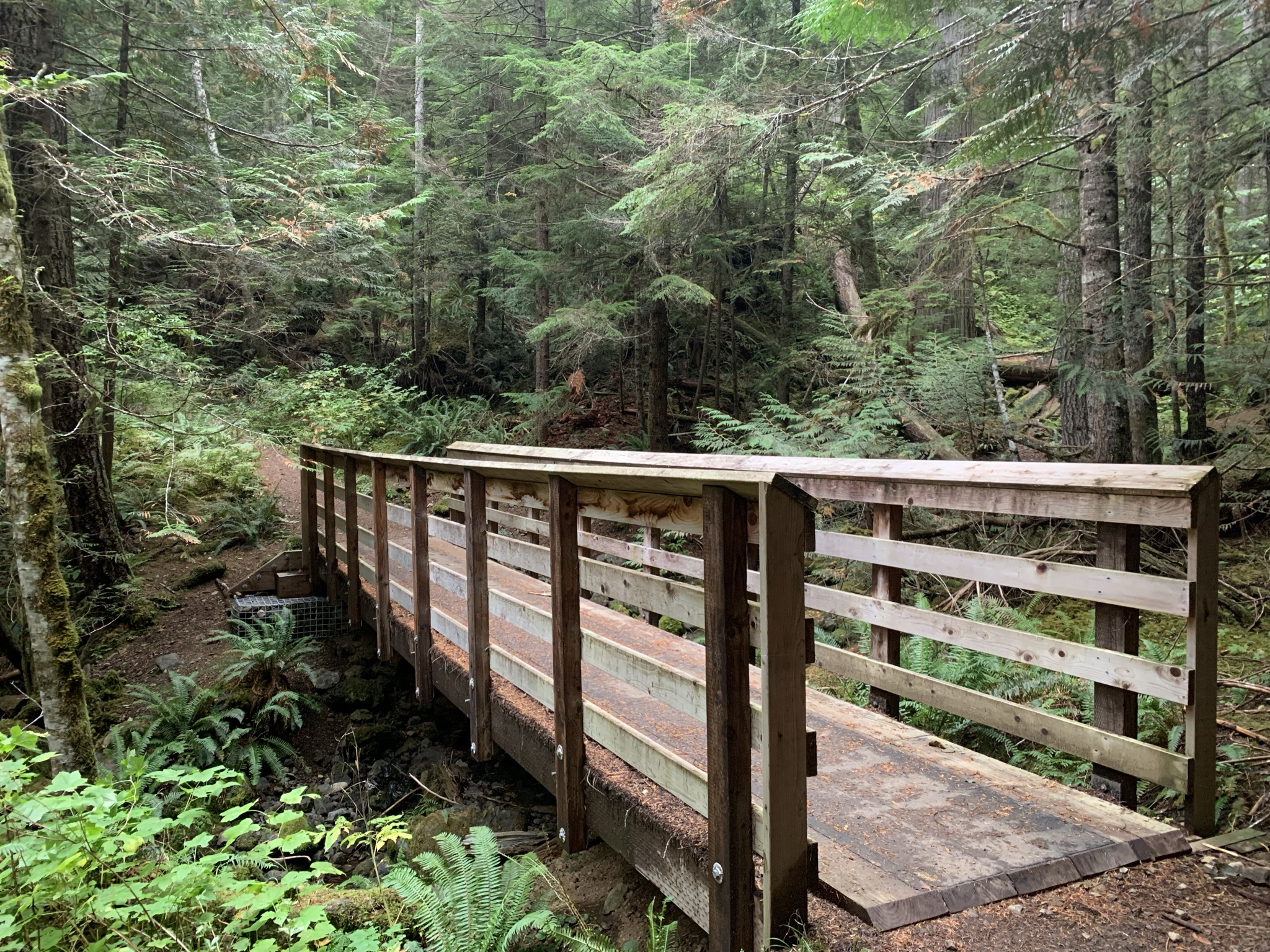 【Lower Big Quilcene Trail】ビッグキルセントレイル HIKING Café