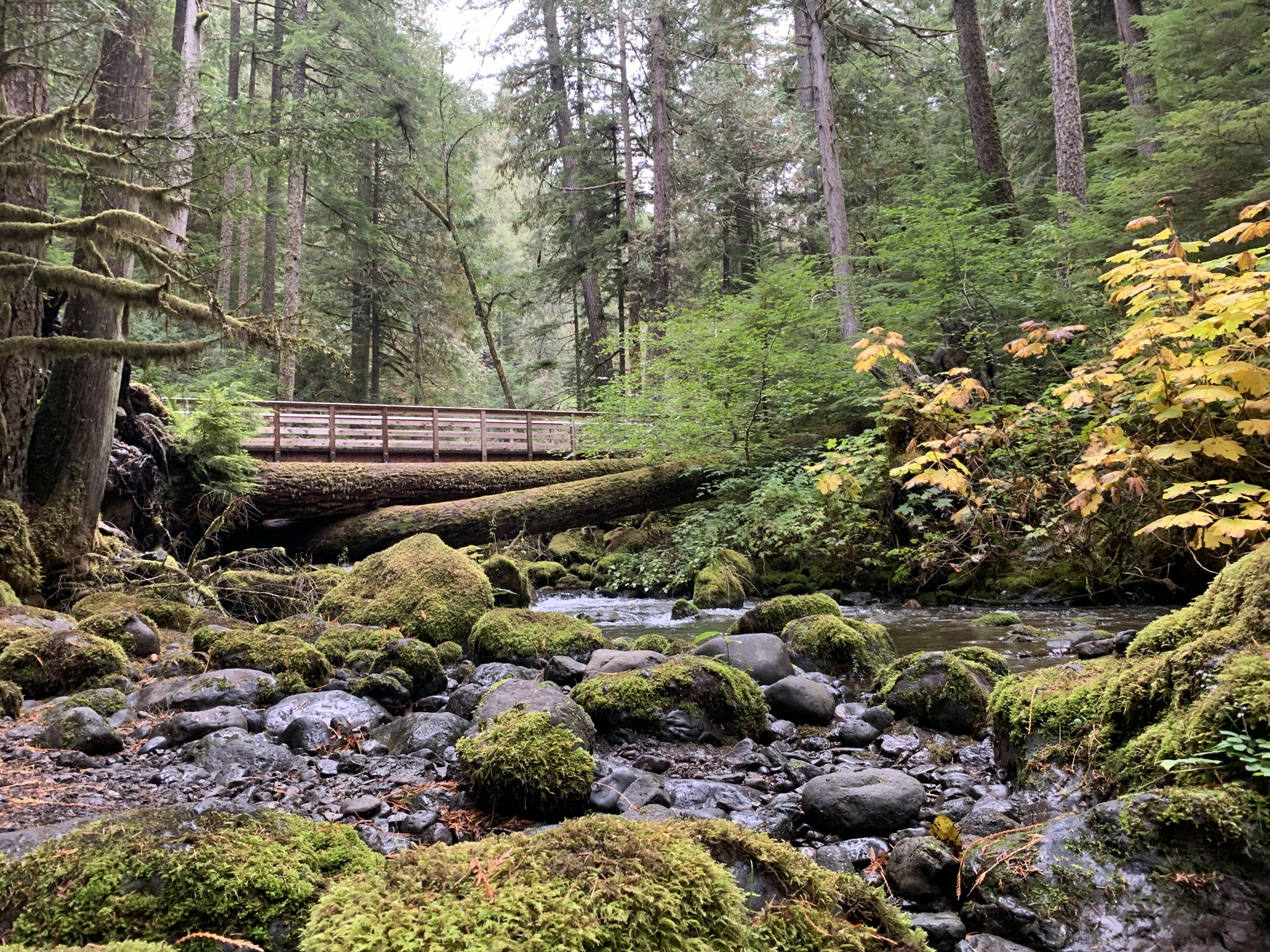 【Lower Big Quilcene Trail】ビッグキルセントレイル HIKING Café