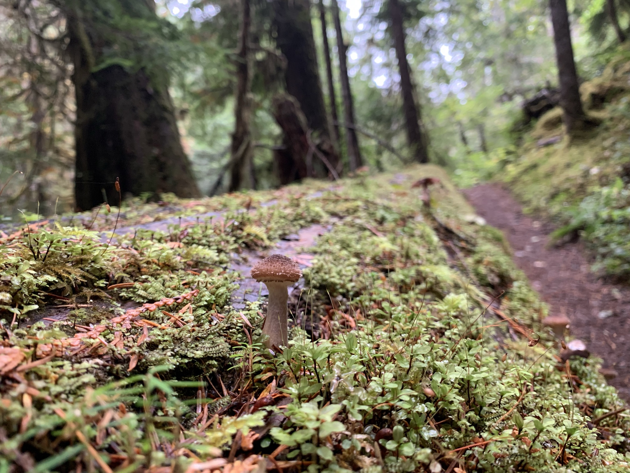 【Lower Big Quilcene Trail】ビッグキルセントレイル HIKING Café