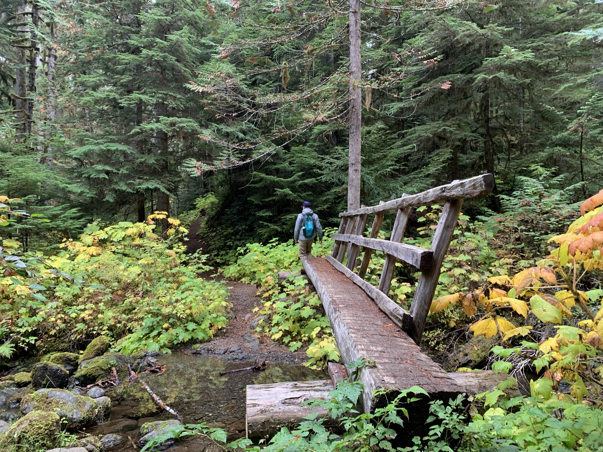 【Lower Big Quilcene Trail】ビッグキルセントレイル HIKING Café