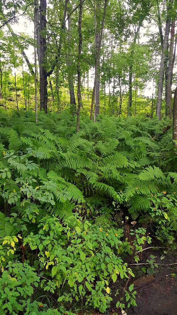 Hartman Creek State Park Hiking in Uncertain Weather Hiking Hungry