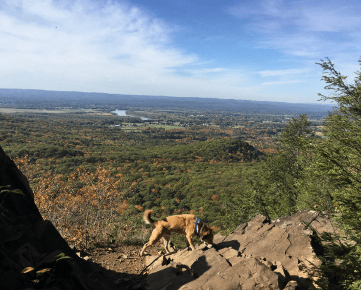 Skinner State Park Hiking with Dogs