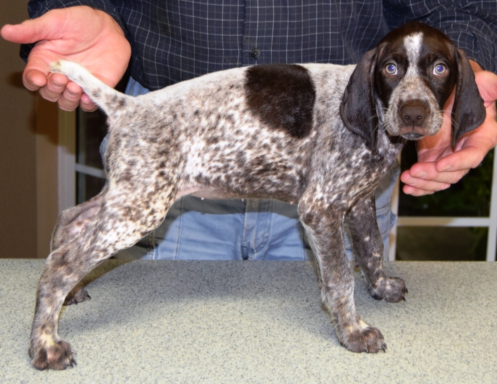 GSP Puppies for Sale German Shorthaired Pointer Puppies