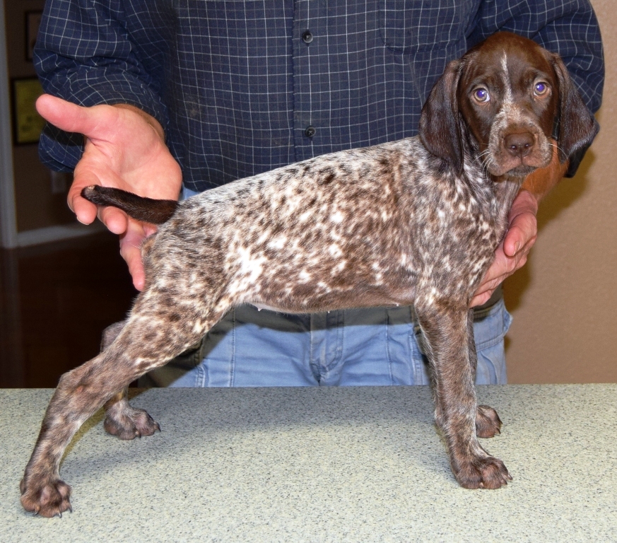 GSP Puppies for Sale German Shorthaired Pointer Puppies