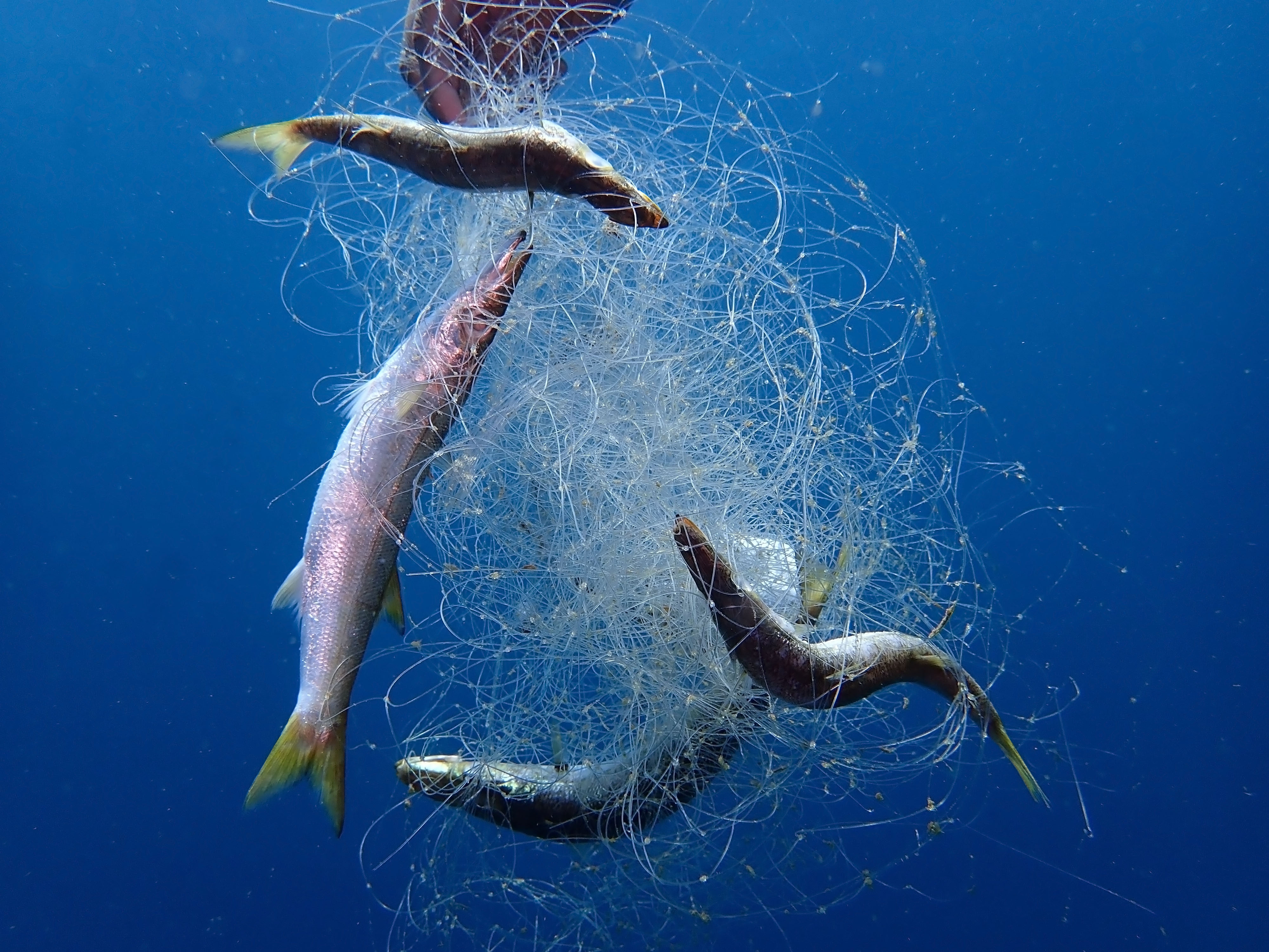 Ghost Fishing Gear A Major Source of Marine Plastic Pollution HillNotes