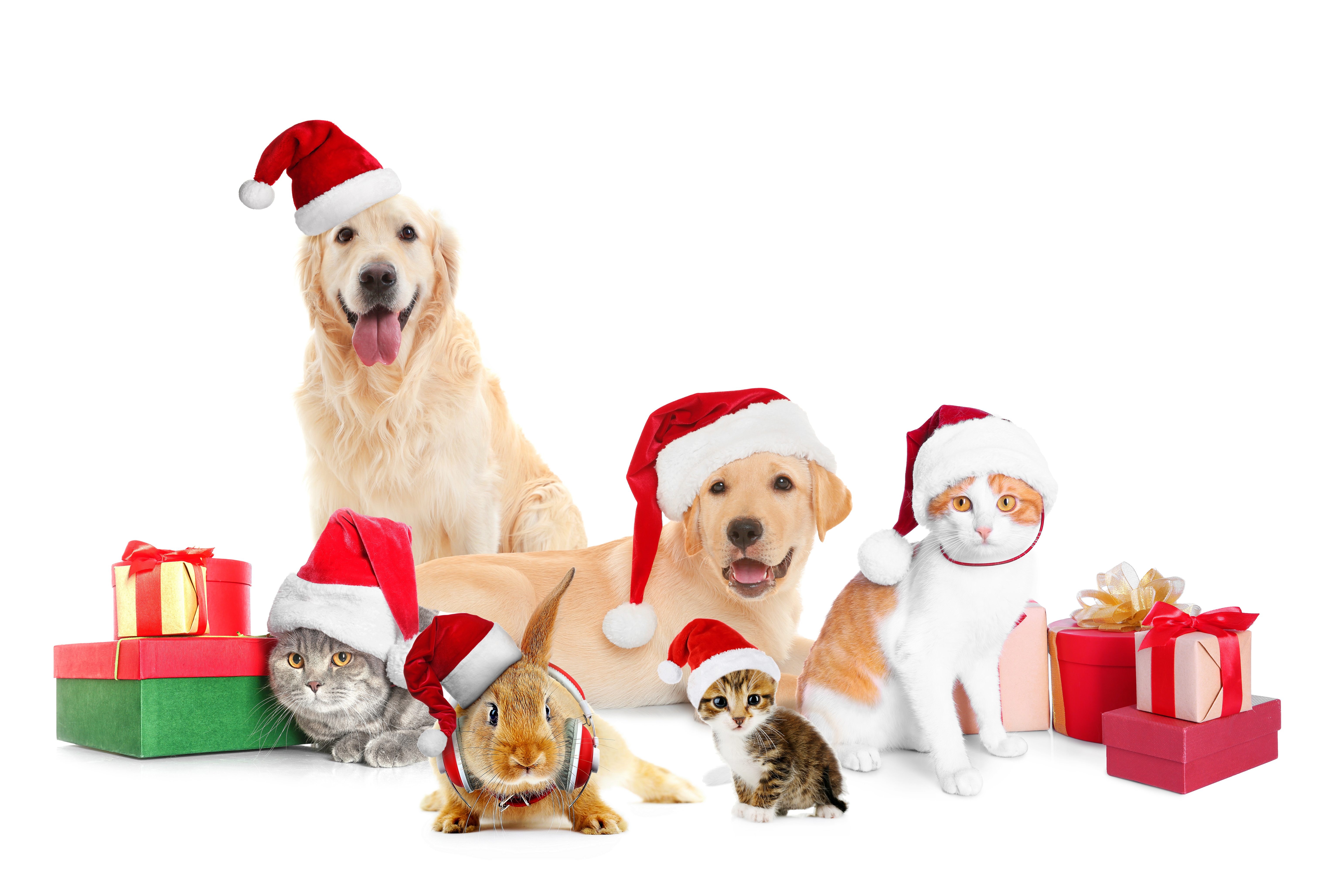 Holiday Presents for Pets HillRag