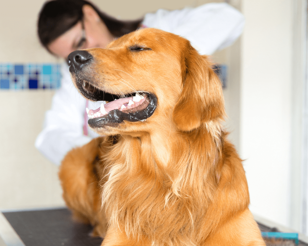 Covington LA Veterinary Services Hillside Veterinary Associates